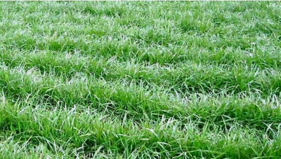 精河縣數字農業產業融合示范園_項目列表_新疆西海實業集團有限公司